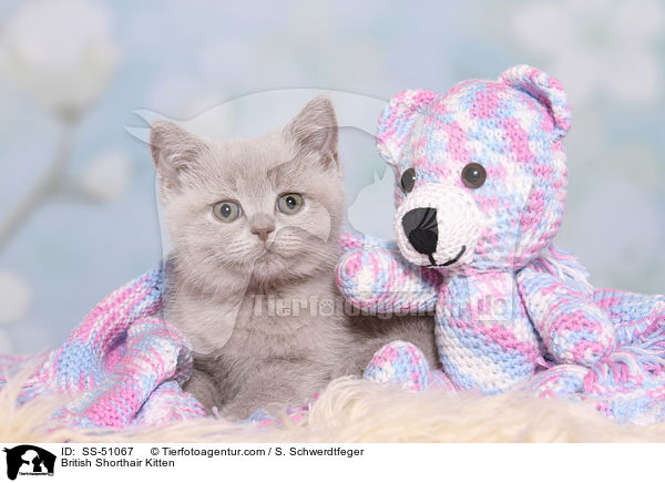 Britisch Kurzhaar Ktzchen / British Shorthair Kitten / SS-51067