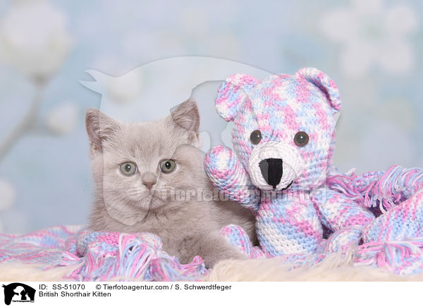 Britisch Kurzhaar Ktzchen / British Shorthair Kitten / SS-51070
