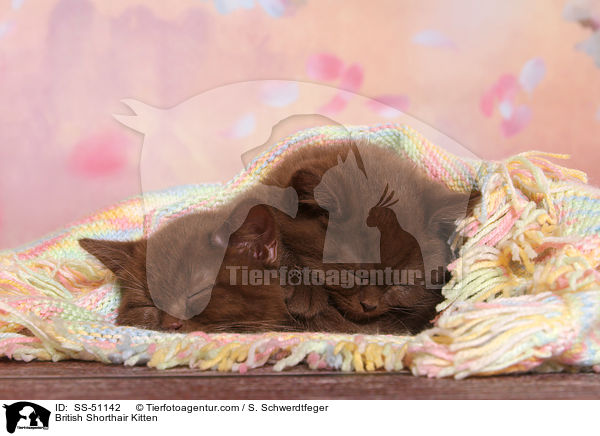 Britisch Kurzhaar Ktzchen / British Shorthair Kitten / SS-51142