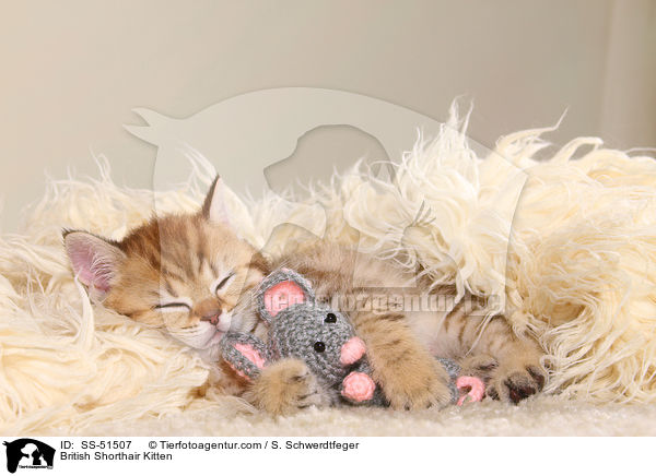 Britisch Kurzhaar Ktzchen / British Shorthair Kitten / SS-51507