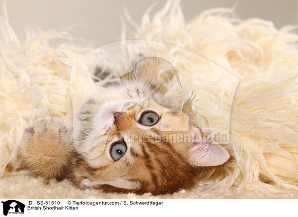 British Shorthair Kitten / SS-51510