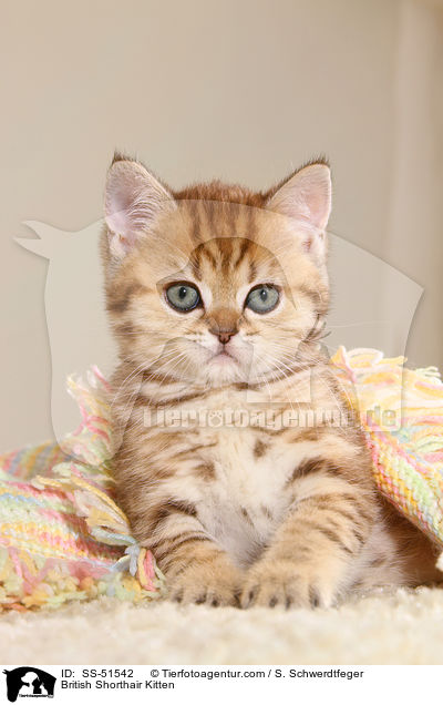 Britisch Kurzhaar Ktzchen / British Shorthair Kitten / SS-51542