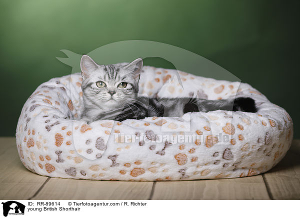 young British Shorthair / RR-89614