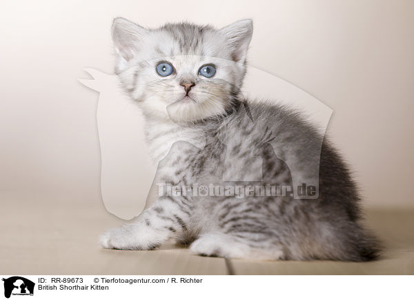 Britisch Kurzhaar Ktzchen / British Shorthair Kitten / RR-89673