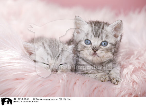 Britisch Kurzhaar Ktzchen / British Shorthair Kitten / RR-89854