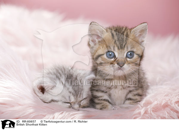 Britisch Kurzhaar Ktzchen / British Shorthair Kitten / RR-89857