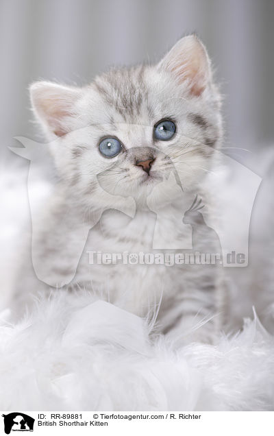 Britisch Kurzhaar Ktzchen / British Shorthair Kitten / RR-89881