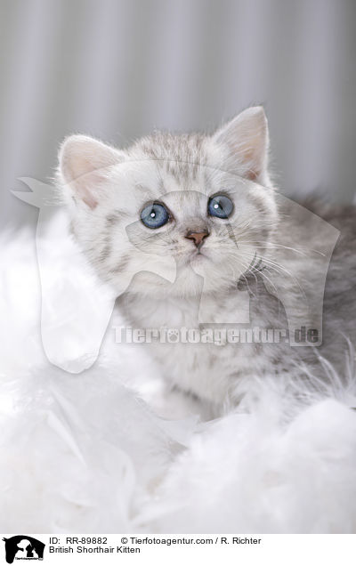 Britisch Kurzhaar Ktzchen / British Shorthair Kitten / RR-89882