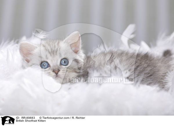 Britisch Kurzhaar Ktzchen / British Shorthair Kitten / RR-89883
