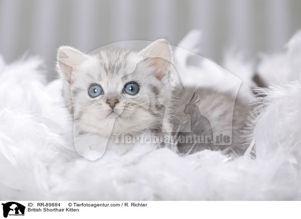 Britisch Kurzhaar Ktzchen / British Shorthair Kitten / RR-89884