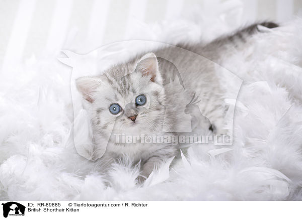 Britisch Kurzhaar Ktzchen / British Shorthair Kitten / RR-89885