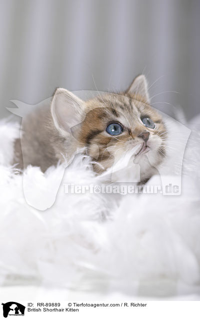 Britisch Kurzhaar Ktzchen / British Shorthair Kitten / RR-89889