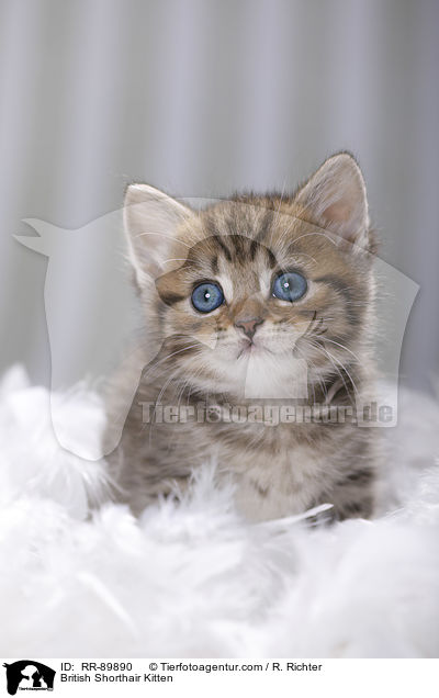 Britisch Kurzhaar Ktzchen / British Shorthair Kitten / RR-89890
