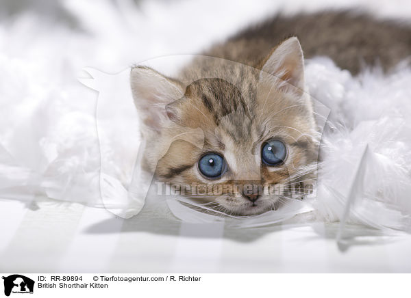Britisch Kurzhaar Ktzchen / British Shorthair Kitten / RR-89894
