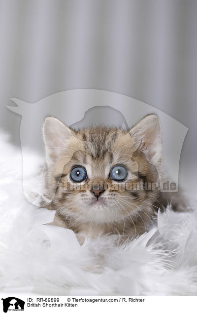 Britisch Kurzhaar Ktzchen / British Shorthair Kitten / RR-89899