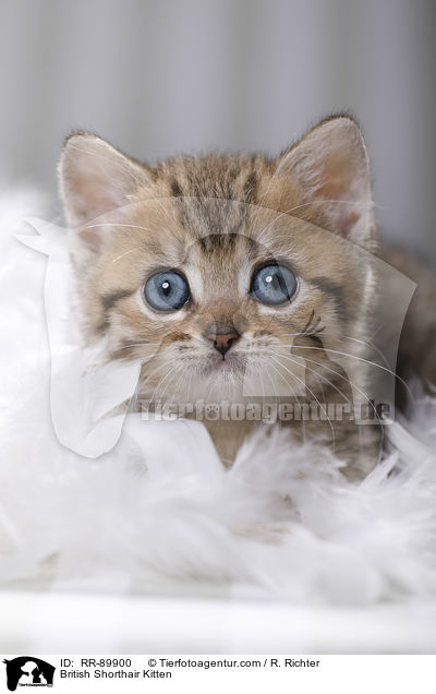 Britisch Kurzhaar Ktzchen / British Shorthair Kitten / RR-89900