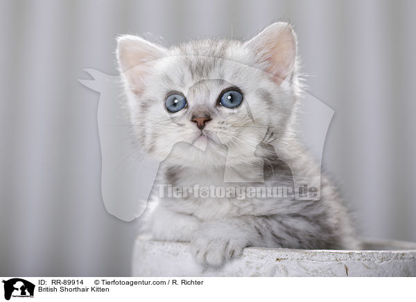 Britisch Kurzhaar Ktzchen / British Shorthair Kitten / RR-89914