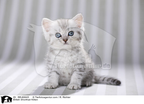 British Shorthair Kitten / RR-89945
