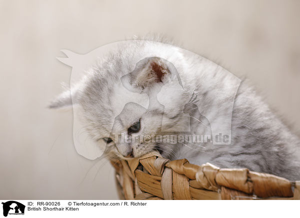 Britisch Kurzhaar Ktzchen / British Shorthair Kitten / RR-90026