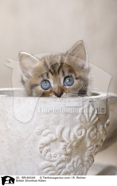 Britisch Kurzhaar Ktzchen / British Shorthair Kitten / RR-90046