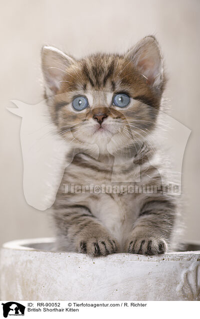 British Shorthair Kitten / RR-90052