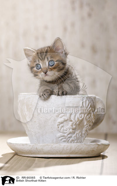 Britisch Kurzhaar Ktzchen / British Shorthair Kitten / RR-90065
