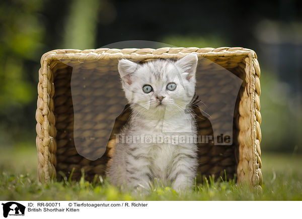 Britisch Kurzhaar Ktzchen / British Shorthair Kitten / RR-90071