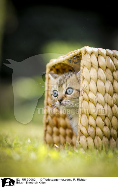 Britisch Kurzhaar Ktzchen / British Shorthair Kitten / RR-90082