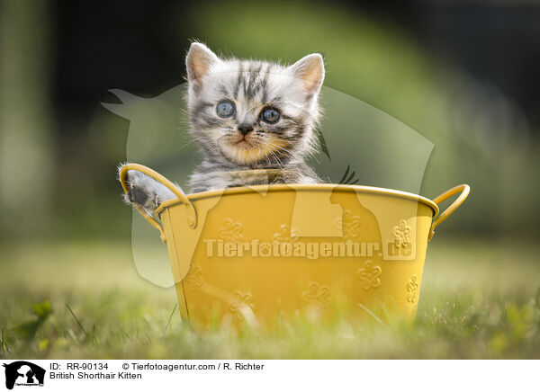British Shorthair Kitten / RR-90134