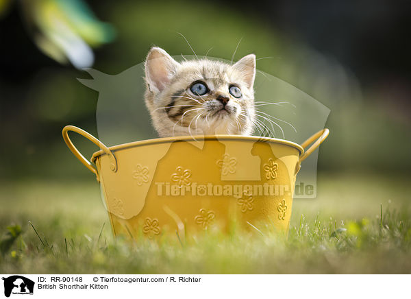 Britisch Kurzhaar Ktzchen / British Shorthair Kitten / RR-90148