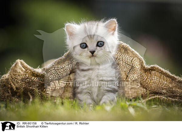 British Shorthair Kitten / RR-90158