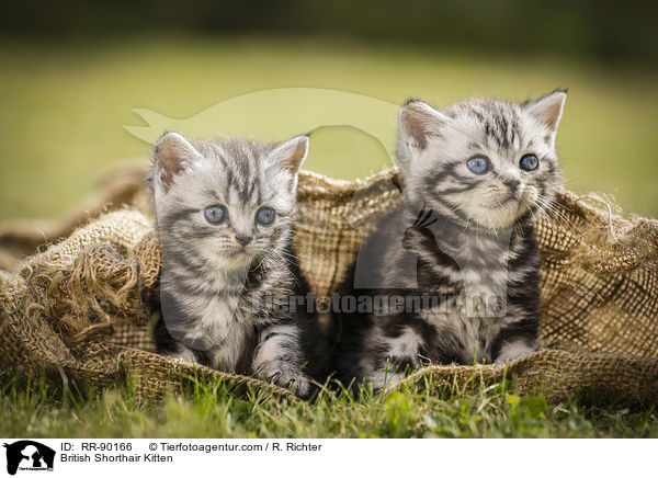 Britisch Kurzhaar Ktzchen / British Shorthair Kitten / RR-90166
