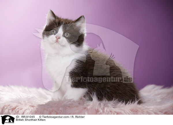 Britisch Kurzhaar Ktzchen / British Shorthair Kitten / RR-91045