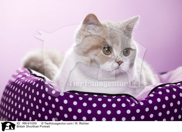 Britisch Kurzhaar Kopf / British Shorthair Portrait / RR-91059