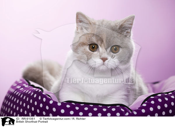 Britisch Kurzhaar Kopf / British Shorthair Portrait / RR-91061