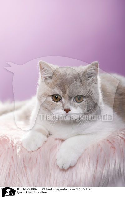 liegende Britisch Kurzhaar / lying British Shorthair / RR-91064