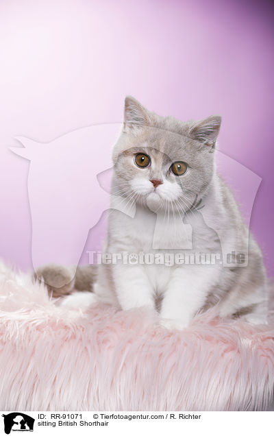 sitzende Britisch Kurzhaar / sitting British Shorthair / RR-91071