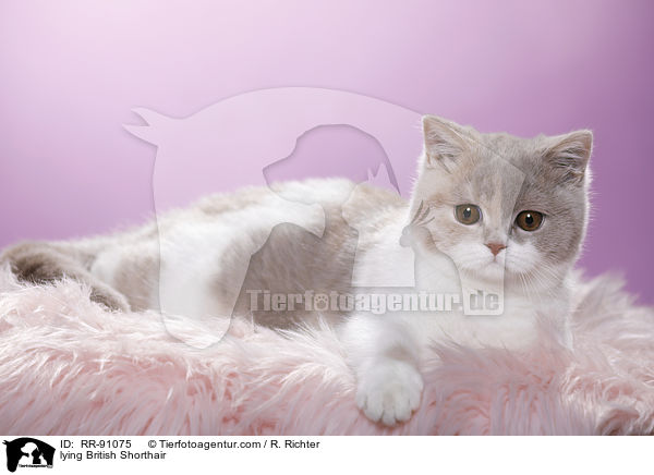 liegende Britisch Kurzhaar / lying British Shorthair / RR-91075