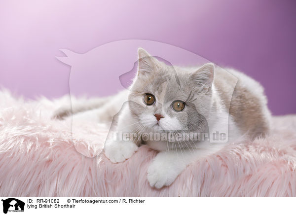 liegende Britisch Kurzhaar / lying British Shorthair / RR-91082