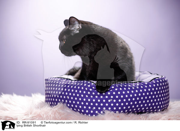 lying British Shorthair / RR-91091