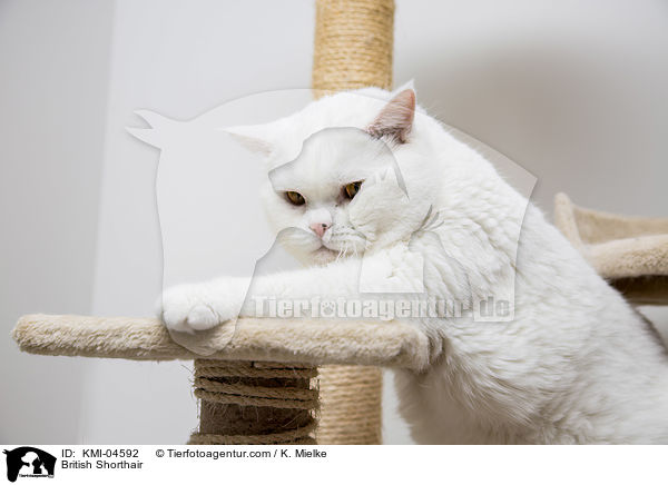 Britisch Kurzhaar / British Shorthair / KMI-04592