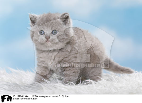 Britisch Kurzhaar Ktzchen / British Shorthair Kitten / RR-91344