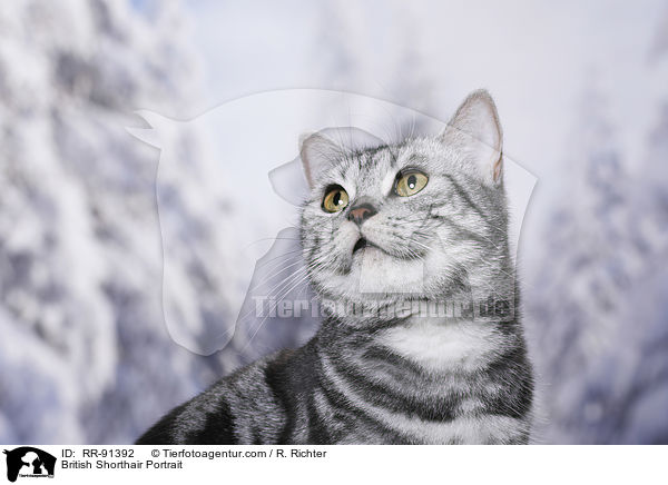 Britisch Kurzhaar Portrait / British Shorthair Portrait / RR-91392