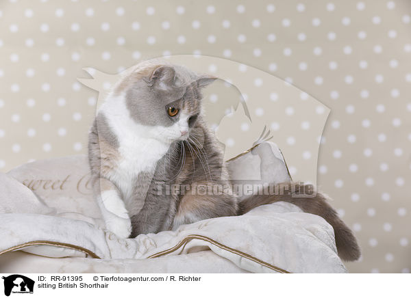 sitzende Britisch Kurzhaar / sitting British Shorthair / RR-91395