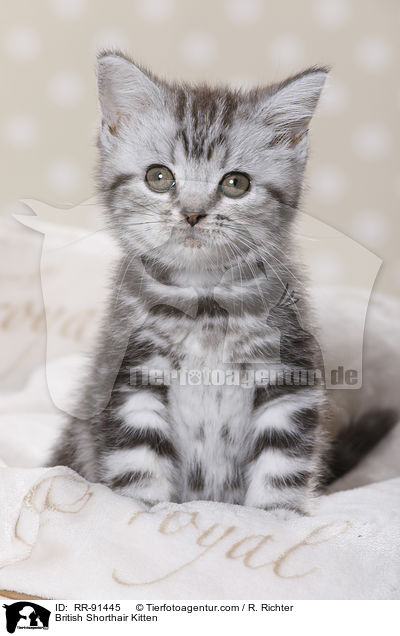 Britisch Kurzhaar Ktzchen / British Shorthair Kitten / RR-91445