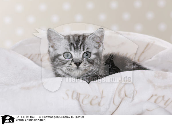 Britisch Kurzhaar Ktzchen / British Shorthair Kitten / RR-91453