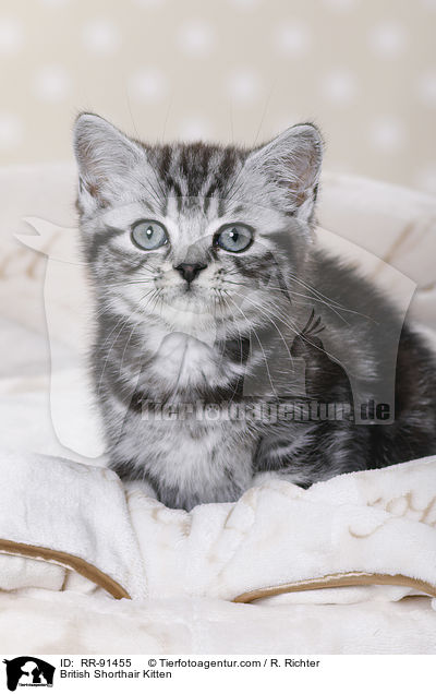 Britisch Kurzhaar Ktzchen / British Shorthair Kitten / RR-91455