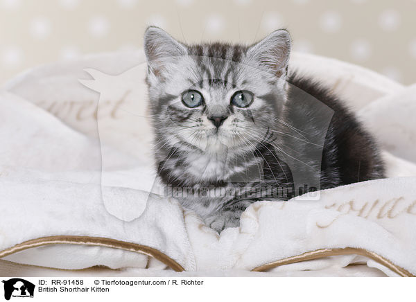 Britisch Kurzhaar Ktzchen / British Shorthair Kitten / RR-91458