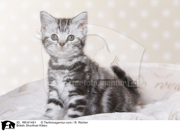 Britisch Kurzhaar Ktzchen / British Shorthair Kitten / RR-91461