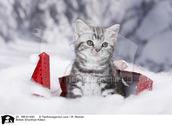 Britisch Kurzhaar Ktzchen / British Shorthair Kitten / RR-91490
